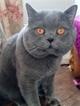 Вязка    Шотландский   красавец  -  кот