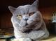 Вязка Шотландский кот-красавец с опытом