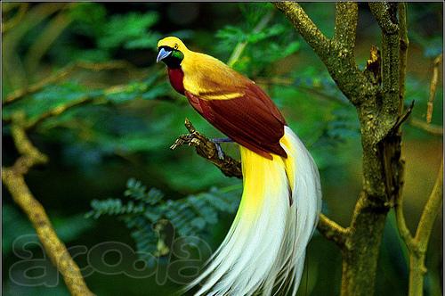 Большая райская птица (Paradisea) из питомников Индонезии