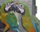 Буффголд (гибрид попугаев ара) - ручные птенцы из питомников Европы