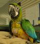 Буффголд (гибрид попугаев ара) - ручные птенцы из питомников Европы