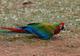 Калико (гибрид попугаев ара) - ручные птенцы из питомников Европы