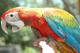 Квадро (гибрид попугаев ара) - ручные птенцы из питомников Европы