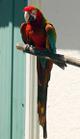Вэрдэ (гибрид попугаев ара) - ручные птенцы из питомников Европы