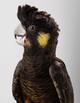 Желтоухий какаду (Calyptorhynchus funereus)   - ручные птенцы из питомников Европы