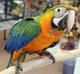 Каталина (гибрид попугаев ара) - ручные птенцы из питомников Европы