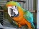 Каталина (гибрид попугаев ара) - ручные птенцы из питомников Европы