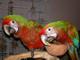 Шэмрок (гибрид попугаев ара) - ручные птенцы из питомников Европы