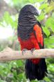 Грифовый или щетиноголовый попугай (Psittrichas fulgidus) - птенцы из питомников Европы