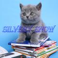 Голубые британские котята из питомника SILVERYSNOW