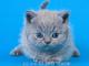 Голубые британские котята питомника SILVERYSNOW