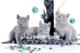 Голубые британские котята питомника SILVERYSNOW