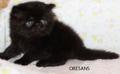 Экзотический чёрный  котик Антошка