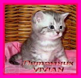 Питомник британских кошек VIVIAN.