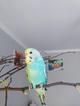 Волнистые попугаи-от Заводчика