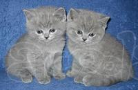 Британские голубые плюшевые котята