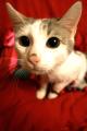 Очаровательный котик Боно ищет любящих хозяев!