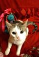 Очаровательный котик Боно ищет любящих хозяев!
