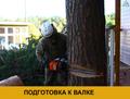 Спил деревьев в Красногорском округе, удаление пней, дробление веток