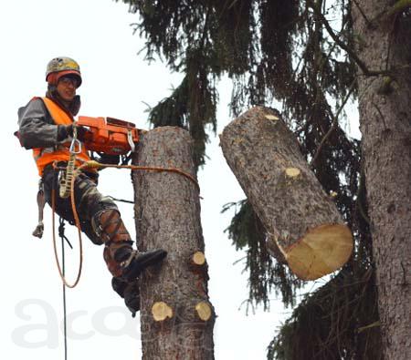Удаление, спиливание деревьев в Андреевке