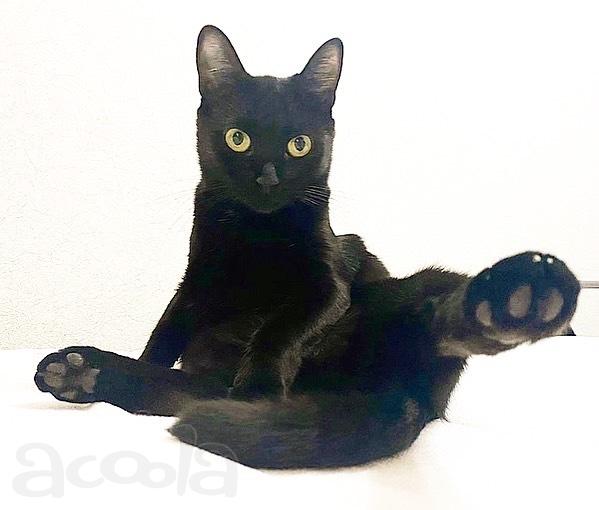 Чёрная кошка в добрые руки