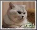 Вязка-Британский серебристый с зелёными глазами кот