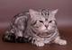 Вязка-Британский  чёрный серебристый мраморный кот-Чемпион