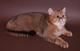 Вязка-Золотой тикированный британский кот