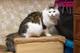 Шикарный кот Яшенька с потрясающей шубкой в добрые руки