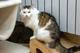 Шикарный кот Яшенька с потрясающей шубкой в добрые руки