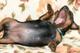 Породные щенки цвергпинчера от Лаки Шарм (цвергпинчер, карликовый пинчер)