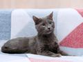 Нежная Бася, кошка голубого окраса, 3 года.