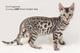 Леопардовые котята породы Саванна