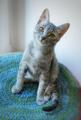 Котенок Кокос - серебристое чудо в дар