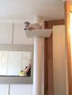 Когтеточка для кошки от пола до потолка
