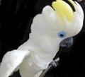 Синеочковый какаду - ручные птенцы из питомника