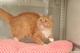 Котик Ларик-эксклюзивное рыжее солнышко (5 мес.) в дар