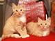 Эксклюзивные рыжие котята (3 мес.) в дар