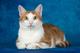 Котик Шустрик -эксклюзивное рыжее солнышко (1,5 г.) в дар