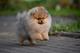 Шпиц померанский - красивый щенок