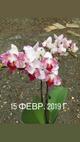 Продаю орхидеи рода Фаленопсис