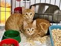 Солнечные котята-малыши Лайм и Мандарин в добрые руки