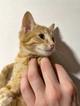 Солнечные котята-малыши Лайм и Мандарин в добрые руки