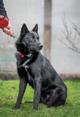 Чёрный красавец Эдик, самый верный в мире пёс в добрые руки