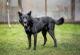 Чёрный красавец Эдик, самый верный в мире пёс в добрые руки