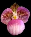 Орхидея Paphiopedium Micranthum mature красивые листья и отличные корни