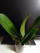 Орхидея Phalaenopsis Fureshing Mark