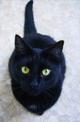 Угольно-чёрная кошка в дар!