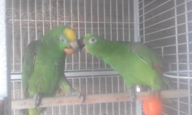 Жако и Амазоны птенцы говорящие выкормыши от заводчика