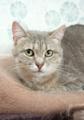 Кошка Лилу - серебристая красавица, ищет дом